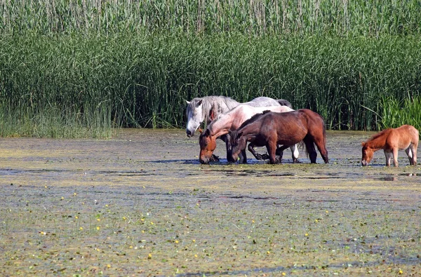 Besättning av hästar på floden natur — Stockfoto