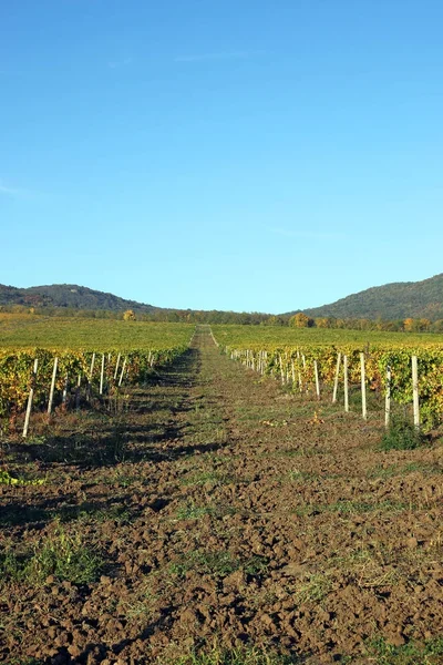 Vinice a kopce krajina podzim zemědělství — Stock fotografie