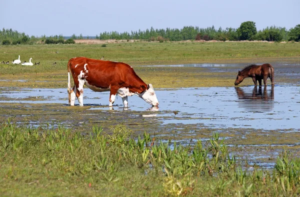 Корова і кінь п'ють воду на річці — стокове фото