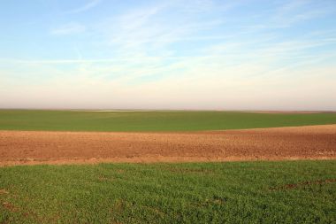 Genç yeşil buğday ve sürülmüş tarla manzarası
