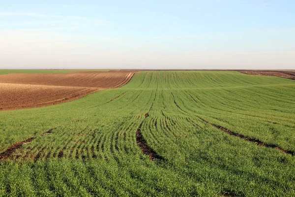 Young green wheat in the field sunny autumn day — Stock Photo, Image