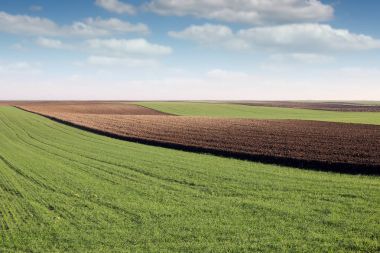 Yeşil buğday ve sürülmüş alan tarım peyzaj