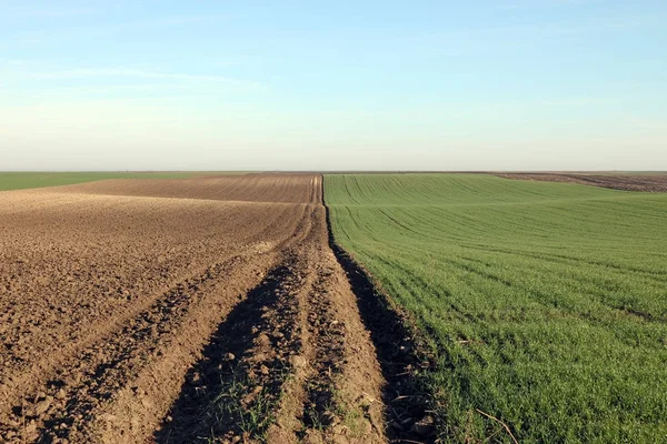 stock image Young green wheat and plowed field agriculture landscape