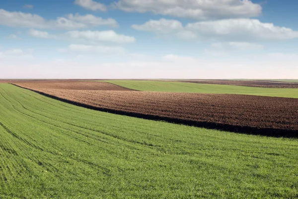 Зеленая пшеница и вспаханное поле — стоковое фото