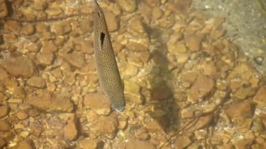 bir dağ dere alabalığı yüzüyor