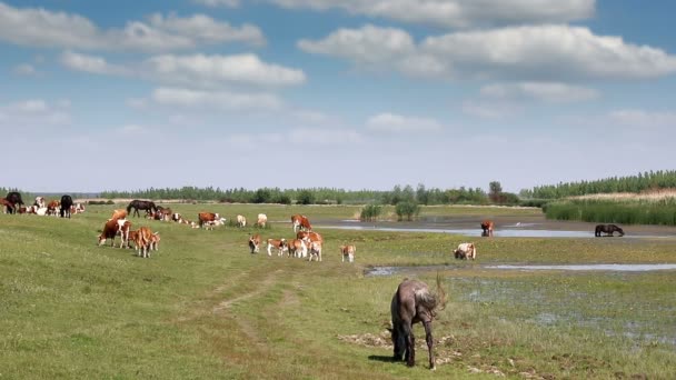 Krowy Konie Pastwisku Pobliżu Rzeki — Wideo stockowe