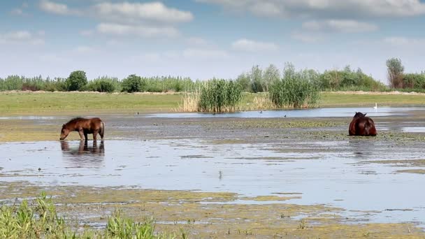 Föl Och Hästar Betar Floden — Stockvideo