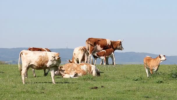 stádo krav na pastvu