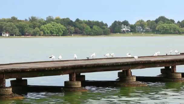 海鸥站在码头上 — 图库视频影像