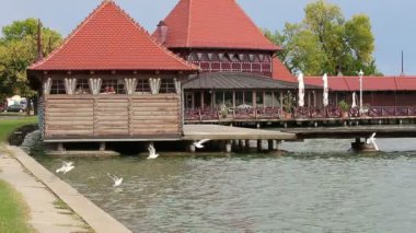 Martılar gölde besleme