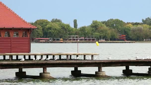 Seagulls Stand Pier Lake Palic Landscape — Stock Video