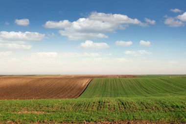 Genç yeşil buğday ve sürülmüş alan manzara bahar mevsimi