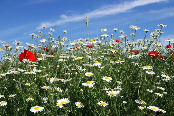 Chamomile flower and blue sky spring season — Stock Photo, Image