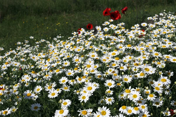 Witte Kamille Bloemen Weide Lente Seizoen — Stockfoto