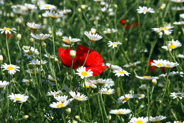 Beyaz Papatya Çiçek Bahar Doğa — Stok fotoğraf
