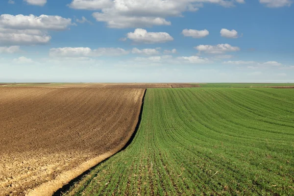 Mladé zelené pšenice a orat pole krajiny jarní sezóny kvůli velkoplošnému — Stock fotografie