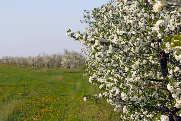 Větev stromu orchard Apple s květy jarní sezóny — Stock fotografie