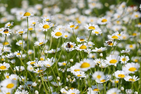 Biene Auf Kamillenblüten Frühlingszeit — Stockfoto