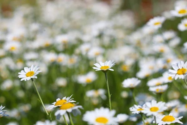 Kwiat Rumianku Łąka Sezon Wiosna — Zdjęcie stockowe