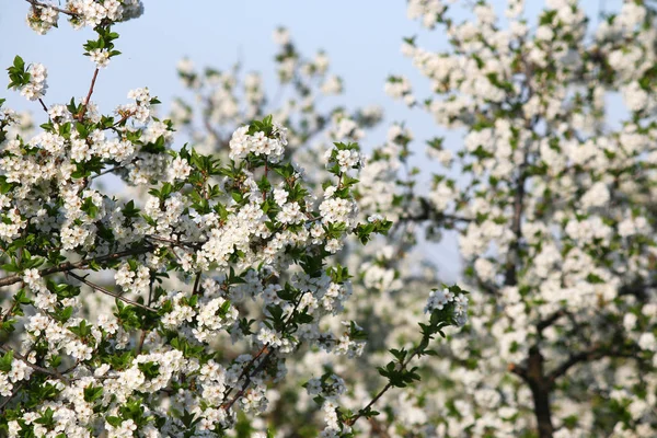 Orchard apple větev stromu s květinami — Stock fotografie