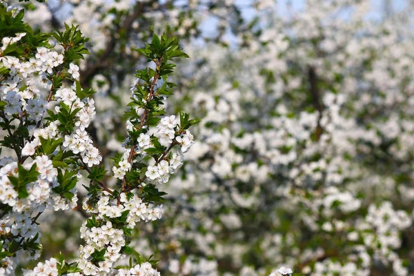 orchard tree branch with flowers spring season nature