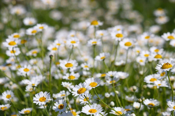 Camomilla Bianca Fiore Natura Sfondo — Foto Stock