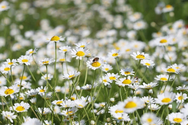 カモミールの花自然背景に蜂 — ストック写真