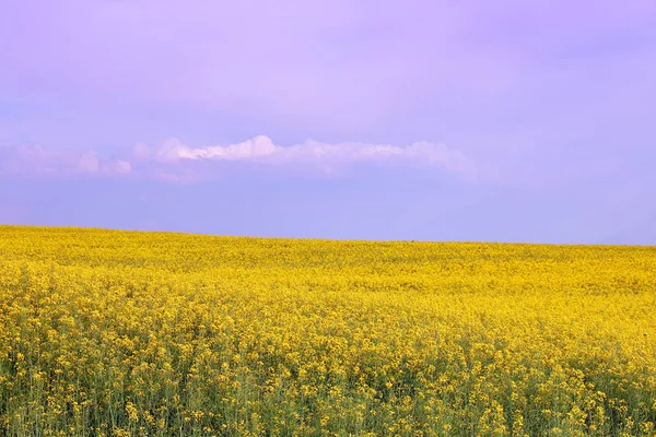 Oliehoudende zaden verkrachting veld voorjaar seizoen landschap — Stockfoto