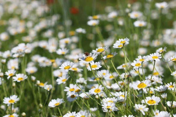 Abeille Sur Camomille Fleur Printemps Saison Nature Fond Photos De Stock Libres De Droits