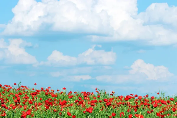 Haşhaş çiçek çayır ve mavi gökyüzü bulutlar manzara ile — Stok fotoğraf