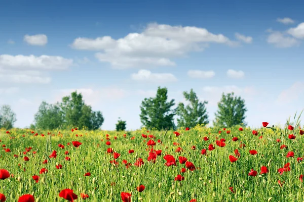 Poppies flower meadow landscape — Stock Photo, Image