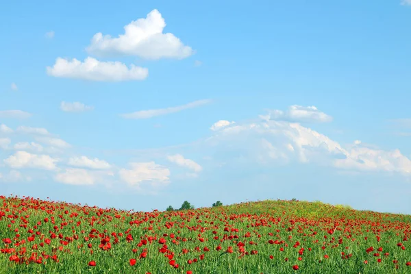 Bahar çayır ve mavi gökyüzü bulutlar manzara ile haşhaş çiçek — Stok fotoğraf