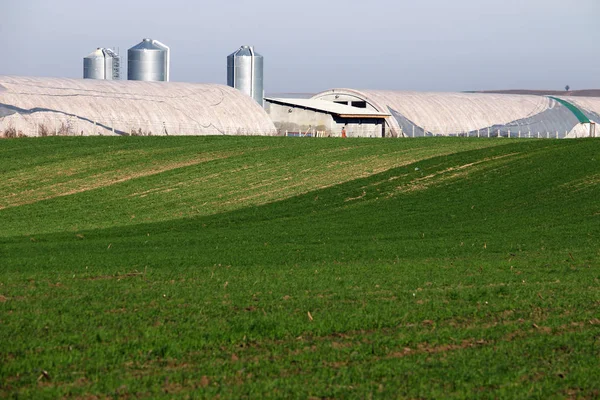 Zelená pšeničná pole a farm zemědělství — Stock fotografie