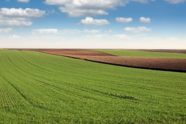 Yeşil buğday ve sürülmüş alan tarım 