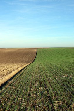 sürülmüş ve yeşil buğday alan tarım 