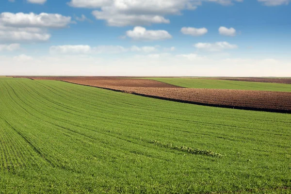 Green wheat and plowed field agriculture — Stock Photo, Image