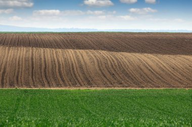 plowed field and young green wheat spring season landscape agriculture clipart