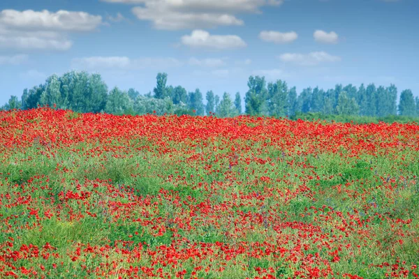 Червоні маки квіткове поле пейзажний весняний сезон — стокове фото