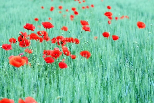Flor de papoilas vermelhas no campo de trigo verde estação de primavera — Fotografia de Stock