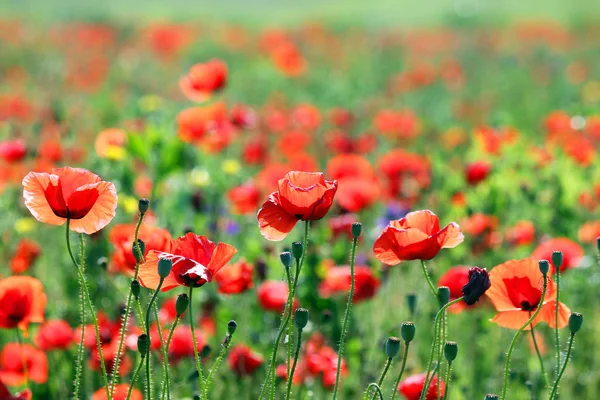 Rote Mohnblumenwiese in der morgendlichen Frühlingszeit — Stockfoto