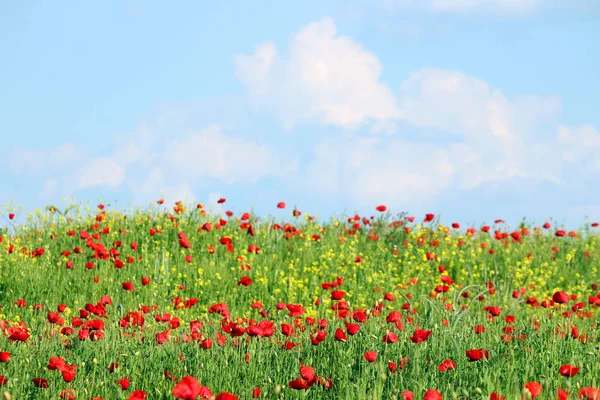 Kırmızı haşhaş çayır bahar sezonu peyzaj çiçek — Stok fotoğraf