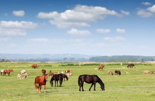 春の牧草地の農場の動物 — ストック写真