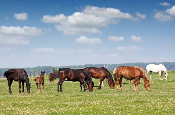 Rebanho de cavalos na estação de primavera de pastagem — Fotografia de Stock