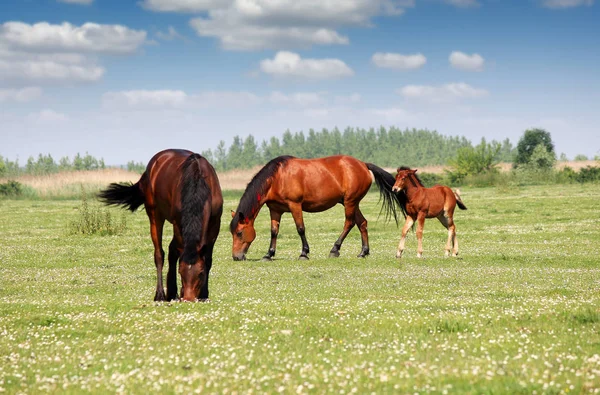 牧场里的两匹马和马驹 — 图库照片