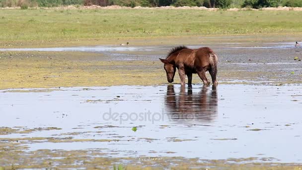 马驹和马在河中行走 — 图库视频影像