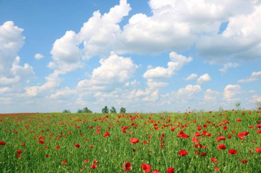 Haşhaş çiçek çayır ve mavi gökyüzü bulutlu bahar manzara 