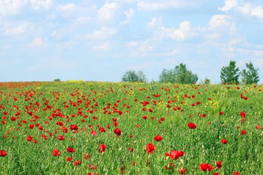 Haşhaş çiçek alan ve mavi gökyüzü bulutlu bahar s manzara