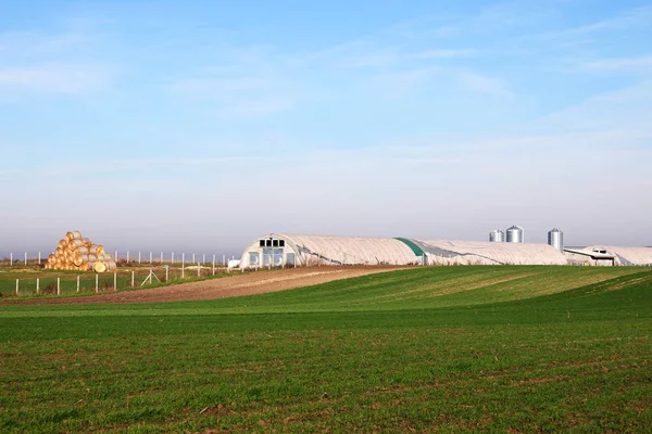 Granja y campo de trigo verde paisaje rural —  Fotos de Stock