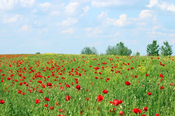 Papavers bloem veld en de blauwe hemel met wolken landschap voorjaar s — Stockfoto