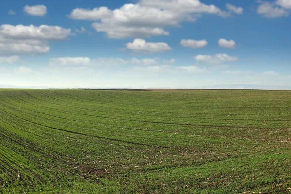 Jeune champ de blé vert paysage de saison de printemps — Photo